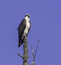 Osprey perched on a dead branch with a blue sky in the background Royalty Free Stock Photo