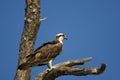 Osprey perched on a dead tree