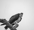 Osprey perched on dead tree