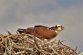 Osprey perched high in its nest