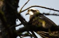Osprey Perched High in the Tree Royalty Free Stock Photo