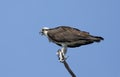 An Osprey perched high in a tree isolated against a blue sky calls out for its mate in Canada