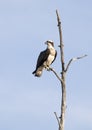 An Osprey perched high in a tree isolated against a blue sky in Canada