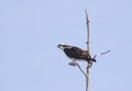 An Osprey perched high in a tree isolated against a blue sky in Canada