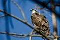 Osprey Perched High in the Tree Royalty Free Stock Photo