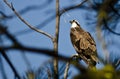 Osprey Perched High in the Tree Royalty Free Stock Photo