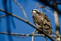 Osprey Perched High in the Tree Royalty Free Stock Photo