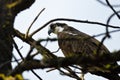 Osprey Perched High in the Tree Royalty Free Stock Photo