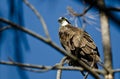 Osprey Perched High in the Tree Royalty Free Stock Photo