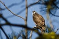 Osprey Perched High in the Tree Royalty Free Stock Photo