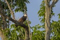 Osprey Perched On An Oak Tree