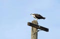 Osprey Perched on a Telephone Pole