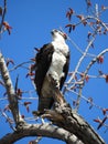 Osprey perched on tree branch against blue sky on Cayuga Lake Royalty Free Stock Photo