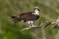 Osprey perched on tree branch