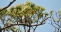 Osprey perched on a tree