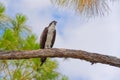 Osprey Perched on Tree Limb