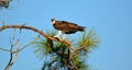 Osprey perched on tree top