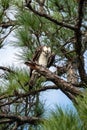 Osprey perched up high on a pine tree branch, looking down Royalty Free Stock Photo