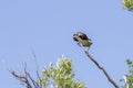 Osprey perched in a willow tree Royalty Free Stock Photo