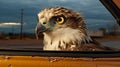 Intense Portraits: Hawk\'s Close-up Stare Through Car Window Royalty Free Stock Photo