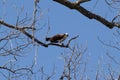 An Osprey and His Fish Royalty Free Stock Photo