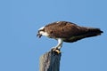Osprey on Pole Eating a Fish
