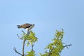 Osprey scanning the horizon and preparing to hunt Royalty Free Stock Photo