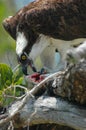 Osprey and prey