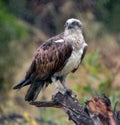 Osprey in the Rain