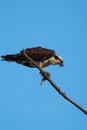 Osprey resting on tree branch