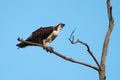 Osprey resting on tree branch