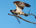 Osprey resting on tree branch