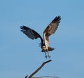 Osprey resting on tree branch