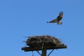 Momma Osprey and her nest