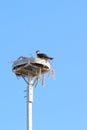 Osprey returning to nest on an artificial platform on top of utility pole.