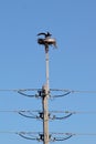 osprey returning to nest on a platform on top of utility pole Royalty Free Stock Photo