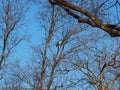 An Osprey Returns For Another Year Royalty Free Stock Photo