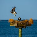 Osprey Returns Home with a Green Fish for Dinner Royalty Free Stock Photo
