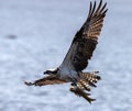 Osprey returns to the nest with a fish Royalty Free Stock Photo