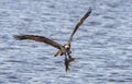 Osprey returns to the nest with a fish - 4 Royalty Free Stock Photo