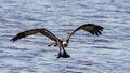Osprey returns to the nest with a fish - 2 Royalty Free Stock Photo