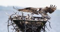 Osprey returns to the nest with a fish Royalty Free Stock Photo