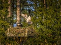 Osprey returns to Nest Royalty Free Stock Photo