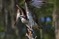 Osprey rising at Blue Cypress Lake in Florida Royalty Free Stock Photo