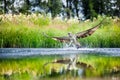 Osprey rising from a lake after catching a fish