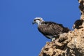 Osprey at rock