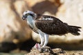 Osprey on the rock with the prey