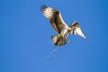 Osprey`s First Flight Royalty Free Stock Photo