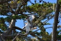 Osprey's Perch Royalty Free Stock Photo