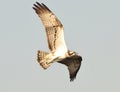 Osprey, Sea hawk, Fish eagle Royalty Free Stock Photo